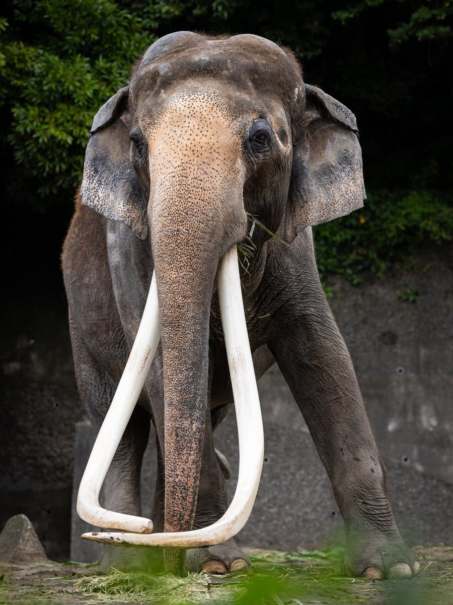 死んでる象 最後のゾウ安息地”で異変 「奇行」も確認 - YouTube