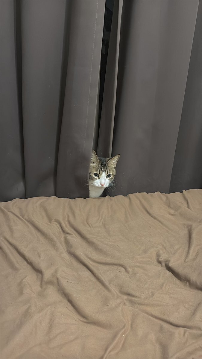 オタクの朝は早い？ Twitterで早起き宣言続々