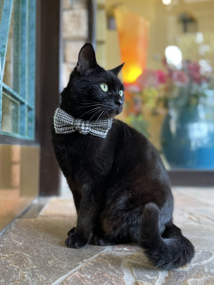 尾道市立美術館の黒猫ケンちゃん、思い出される優しい日々