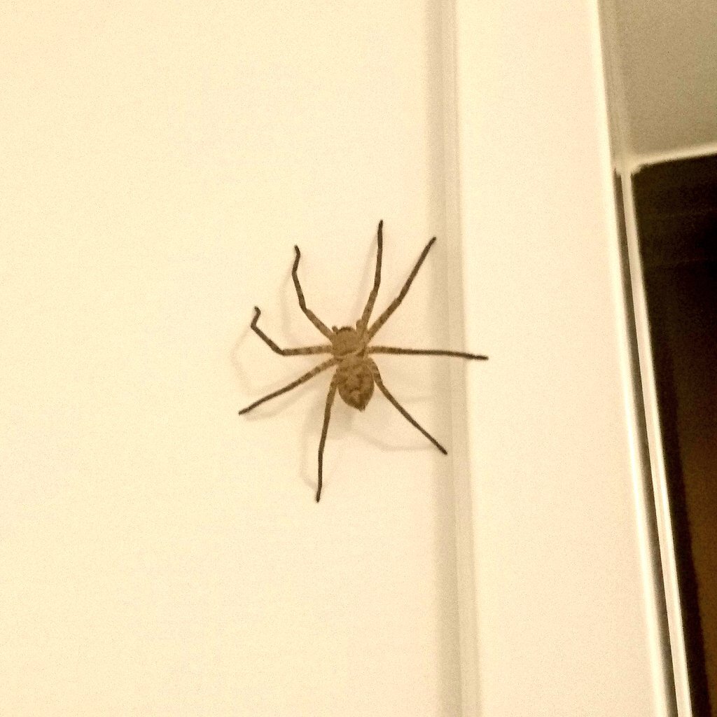 アシダカグモ、怖いけど益虫！「水曜日のダウンタウン」「名探偵津田」で話題に