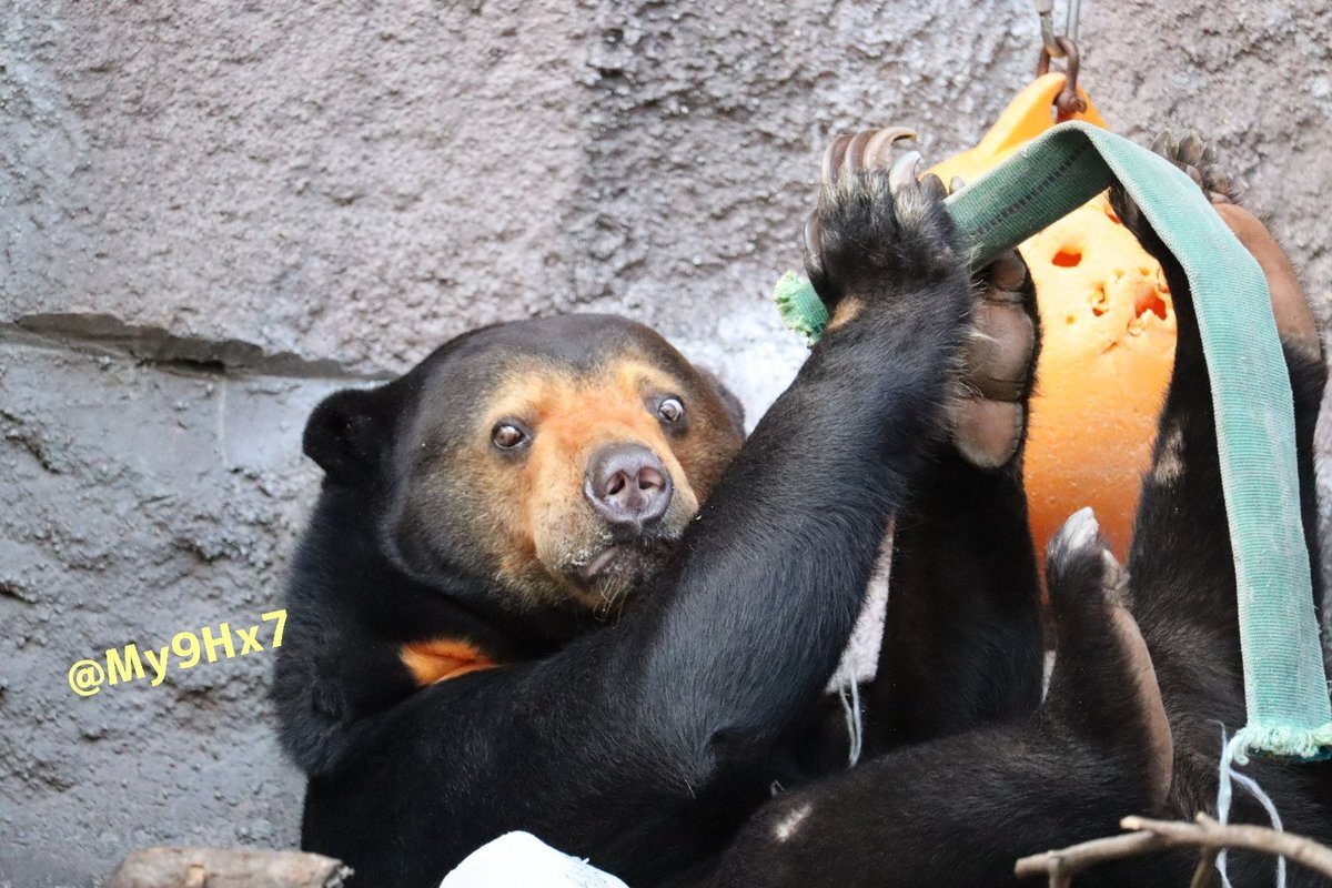 「くま」 Eテレ0655」のYahoo!リアルタイム検索 - X（旧Twitter）をリアルタイム検索