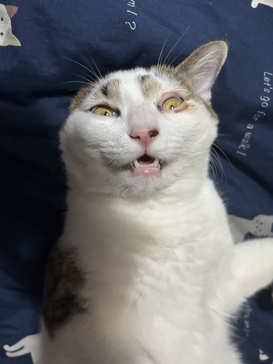 チータページ GlrYUbhaAAADURM.jpg