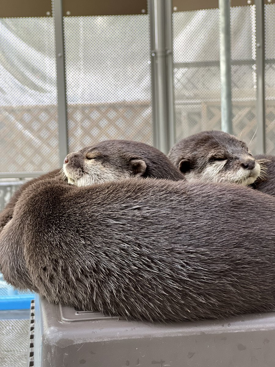 カワウソ」のYahoo!リアルタイム検索 - X（旧Twitter）を