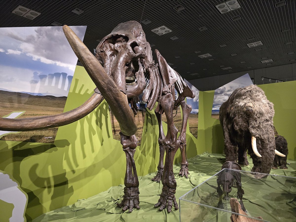 国立科学博物館 氷河期展」のYahoo!リアルタイム検索 - X（旧