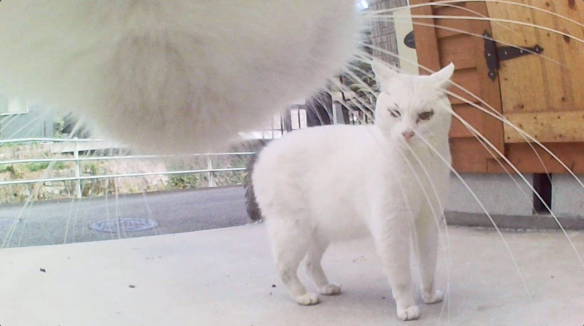 猫目線カメラで猫の行動を捉える「坂上どうぶつ王国」SP放送！