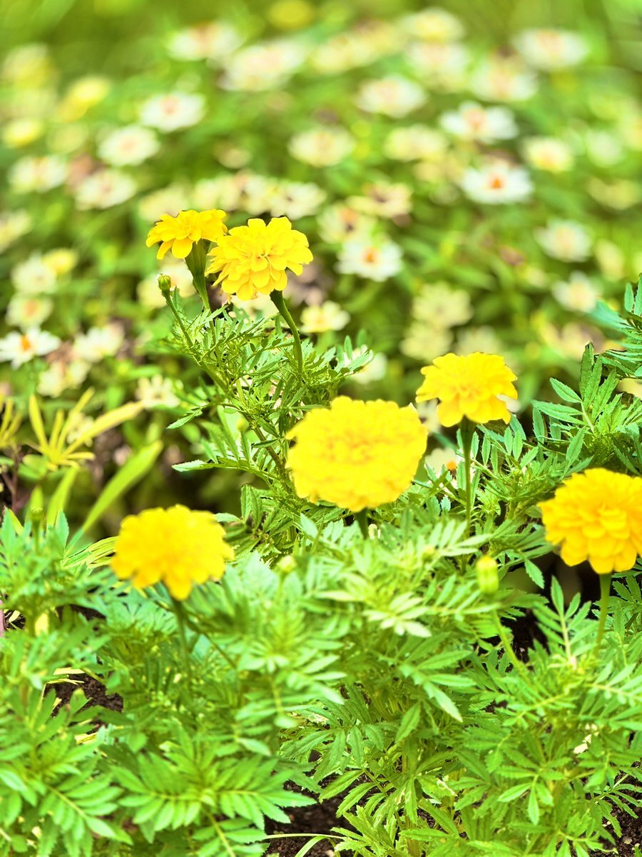 マリーゴールド」のYahoo!リアルタイム検索 - X（旧Twitter）を