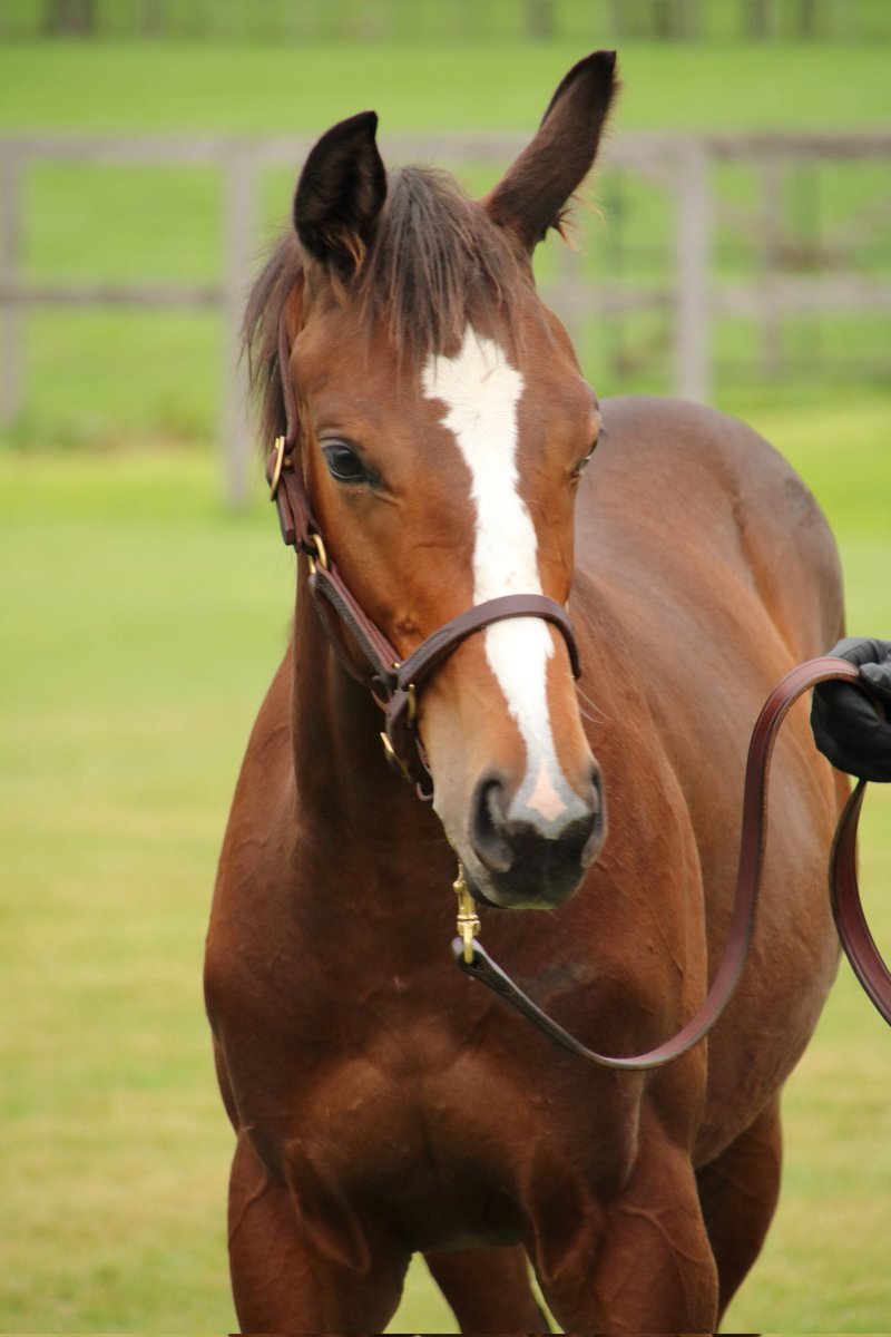 ラヴズプレミアム、ついにデビュー！