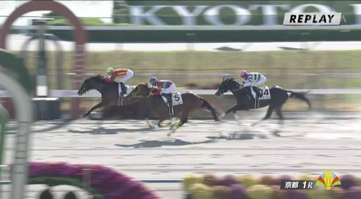 ラッキーバック、京都1Rで初勝利！ファン歓喜の万馬券的中も
