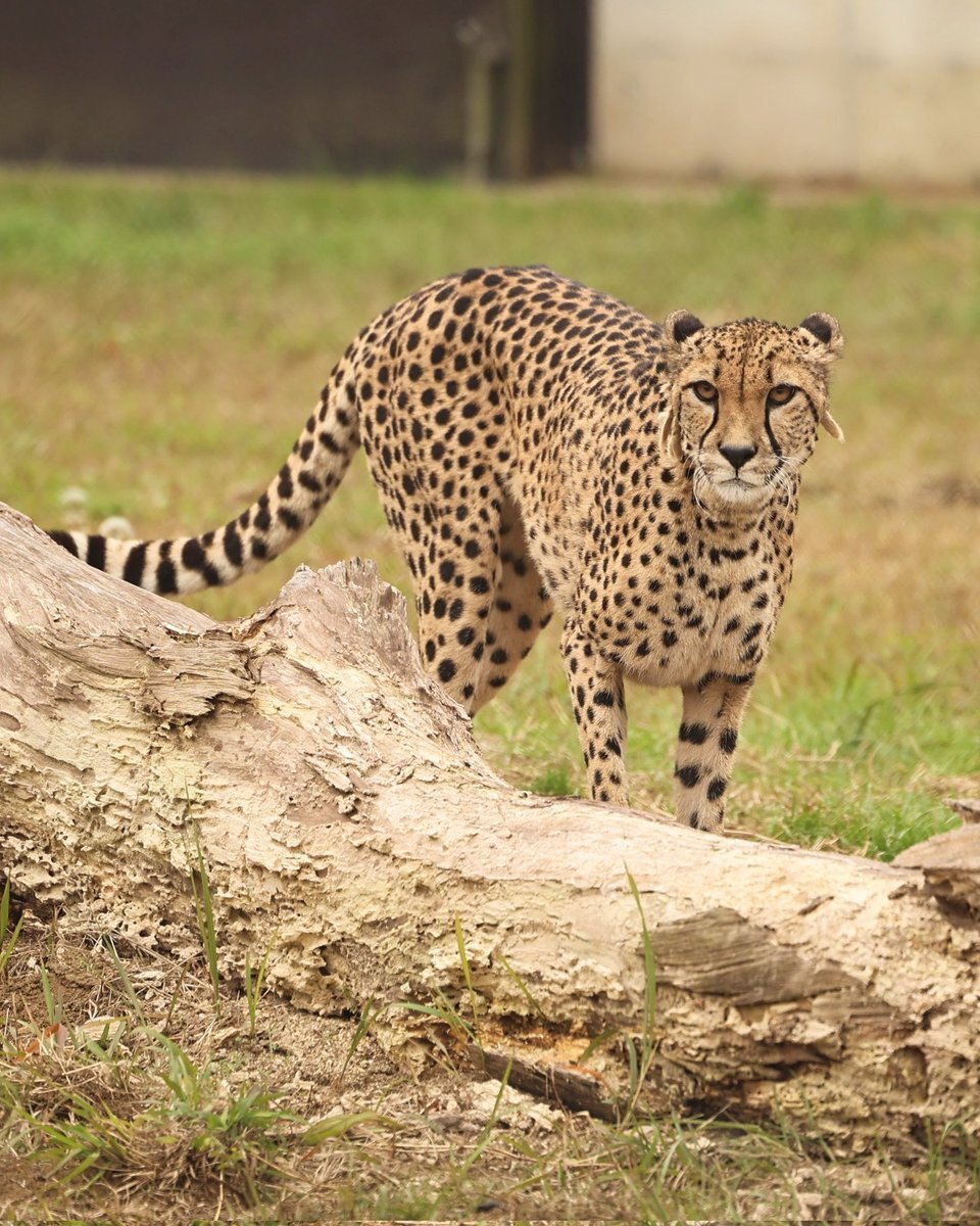 チーター」のYahoo!リアルタイム検索 - X（旧Twitter）をリアルタイム検索