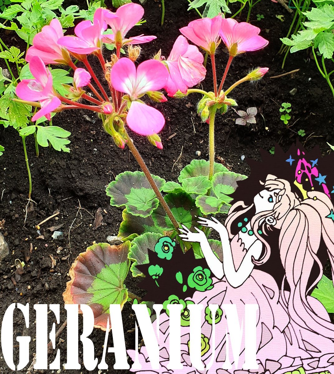 Geranium のtwitter検索結果 Yahoo リアルタイム検索