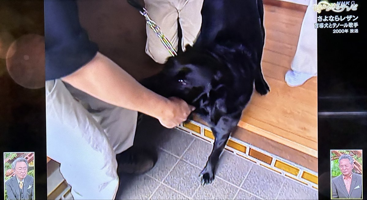 盲導犬とテノール歌手の感動の物語、再び