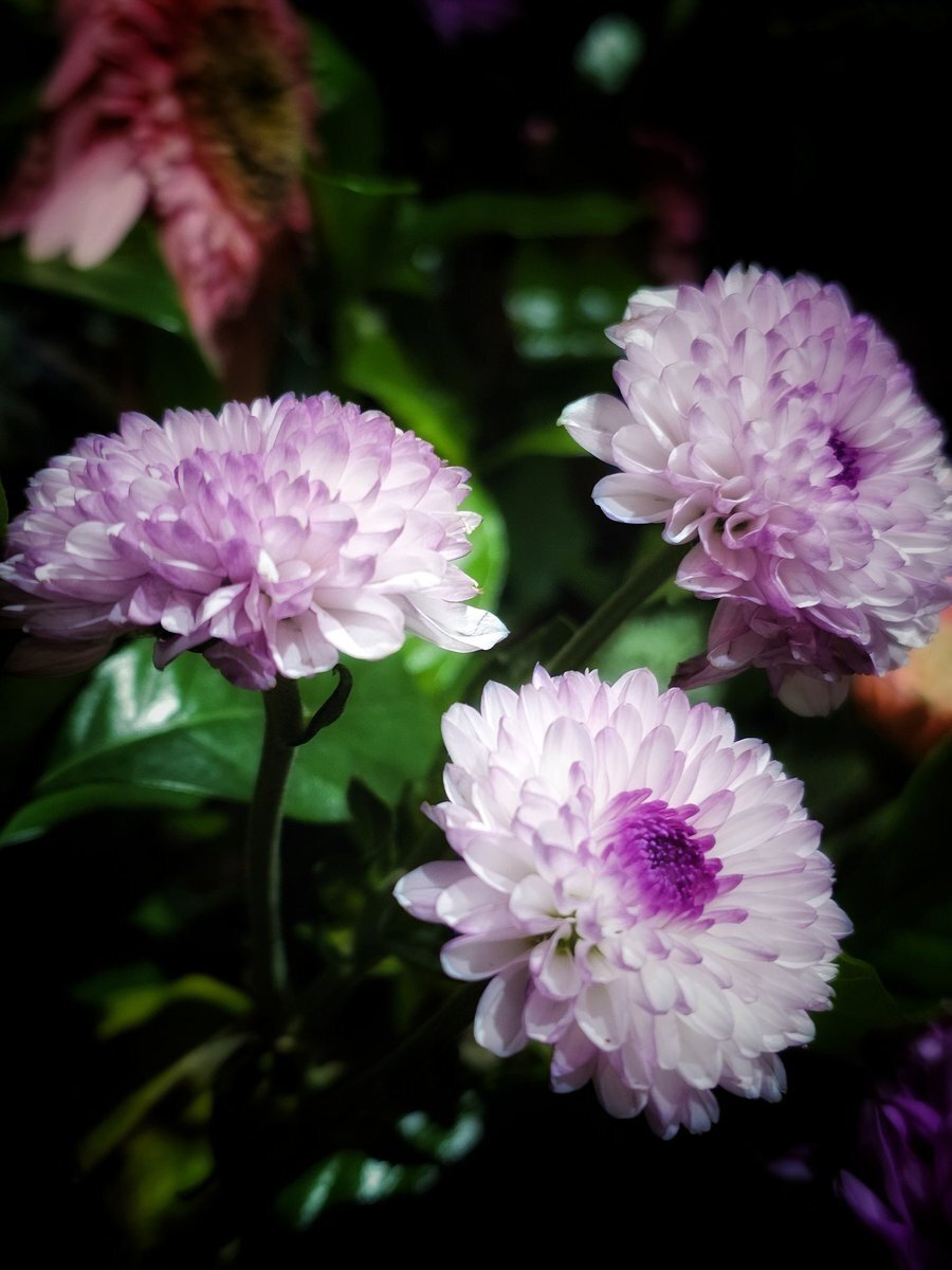 dahlia」のYahoo!リアルタイム検索 - X（旧Twitter）を