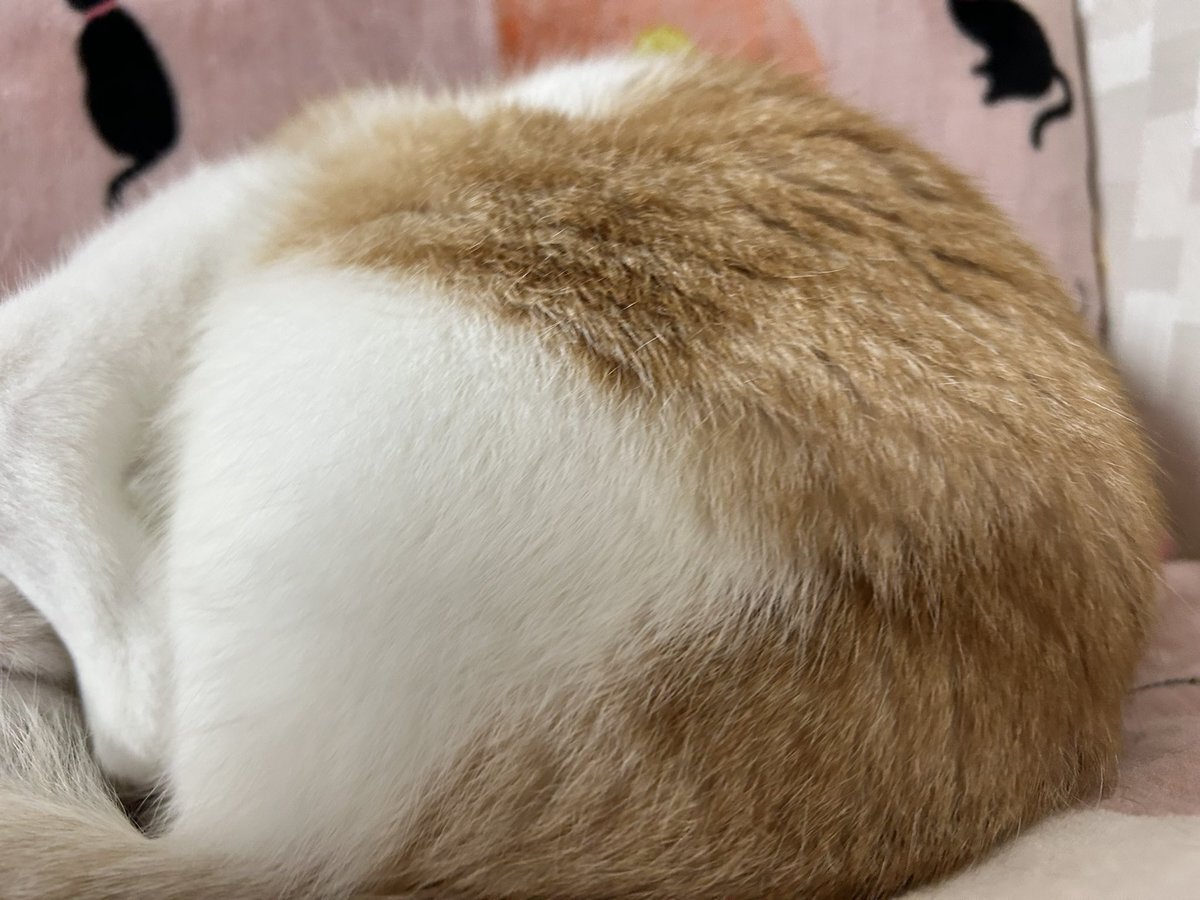 こはく」のYahoo!リアルタイム検索 - X（旧Twitter）をリアルタイム検索