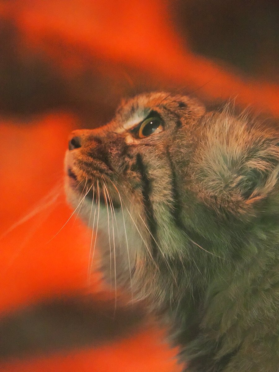 ブギー様、一体どんなイケオジ？