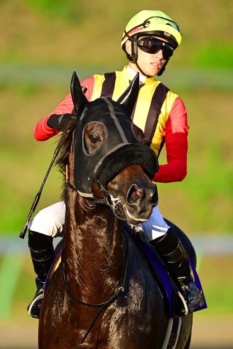 【値下げ】競馬　JRA 騎手　調教師　坂井瑠星　矢作芳人　騎手サイン色紙 凱旋門賞】日本競馬の悲願ならず 坂井瑠星騎手のシンエンペラー