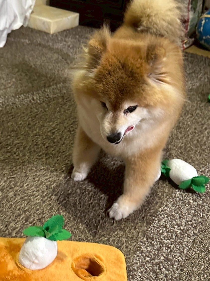 X（旧Twitter）で話題のおもしろ画像や動画 - Yahoo