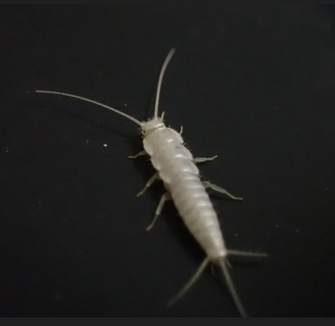 紙を食べる虫、ニュウハクシミが拡大