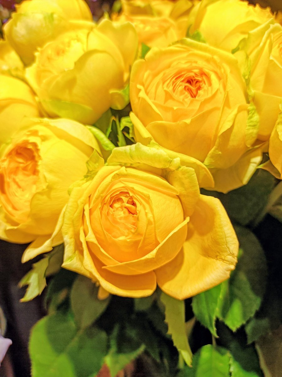 ペットたちに感謝！ 11月22日は「ペットたちに感謝する日」