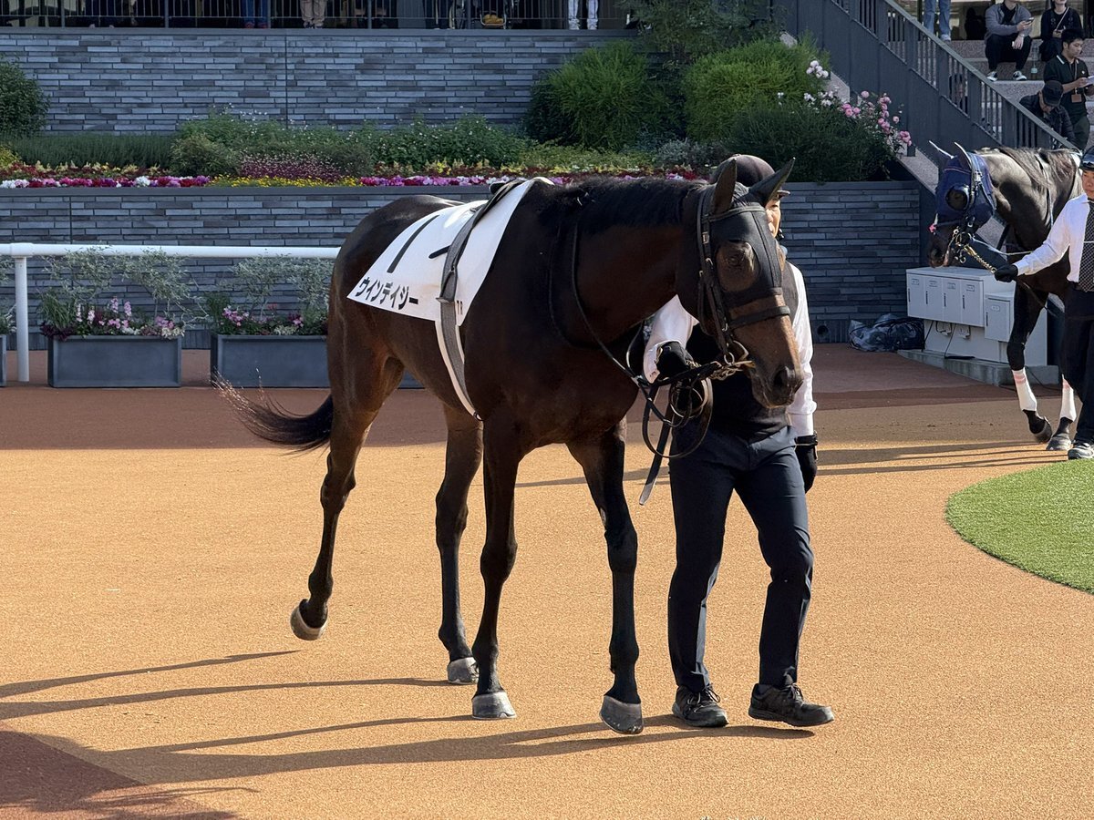 セイキュート、京都7Rで好走なるか？ 注目を集めるレース展開