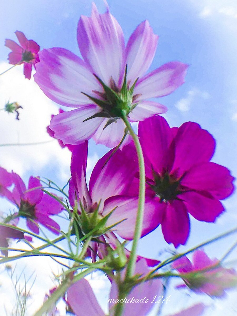 MLBワールドシリーズ第5戦、注目はドジャースの新たなオーダー