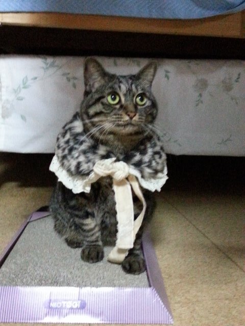 羨ましい…たった1つのアイテムで「フォーマルな装いになる猫たち