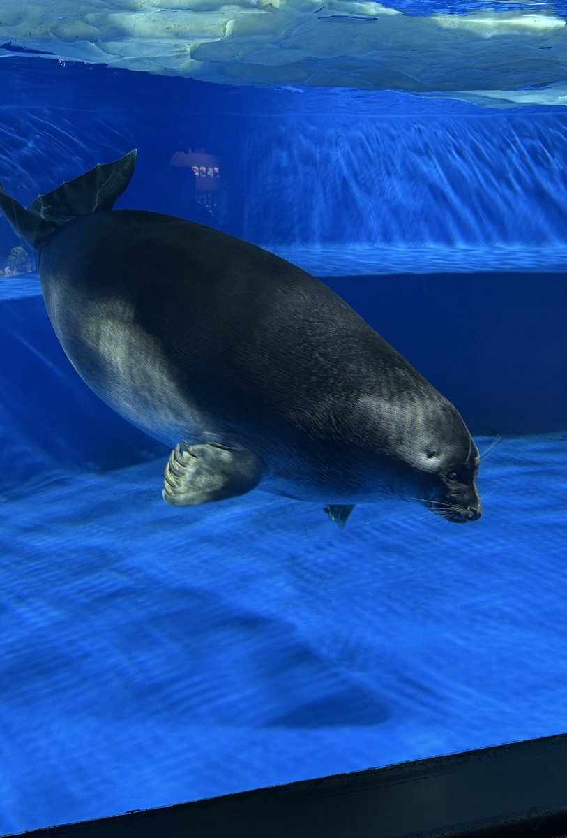 はなの飼い主額縁セット 八木勇征」のYahoo!リアルタイム検索 - X（旧Twitter）を