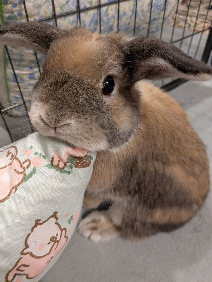 クリスマスイブに多くの人が報告する「早朝覚醒」