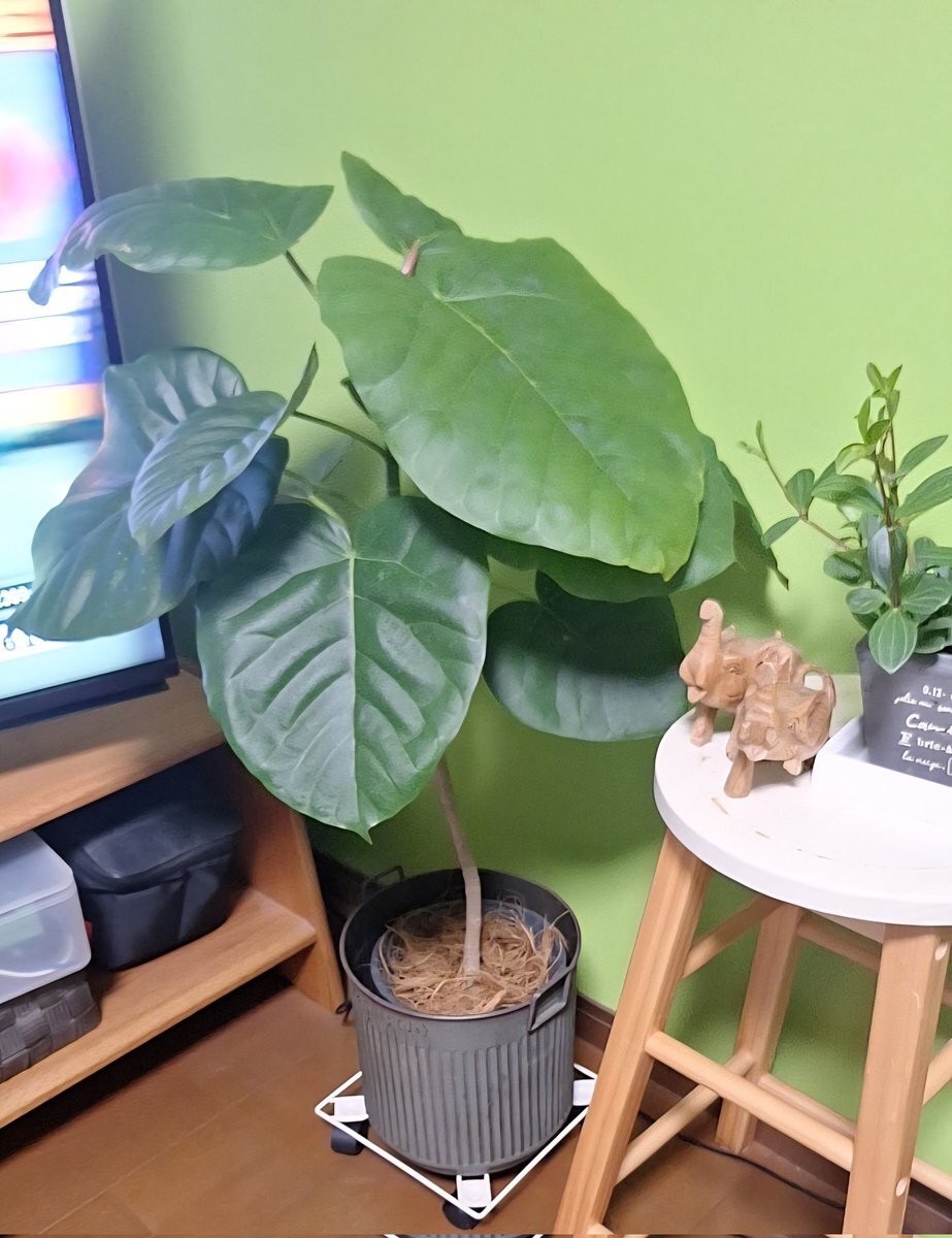 流通皆無‼️✩.*˚ウンベラータ 斑入り ✩.*˚ 2 流通皆無‼️✩.*˚ウンベラータ 斑入り ✩.*˚ 2