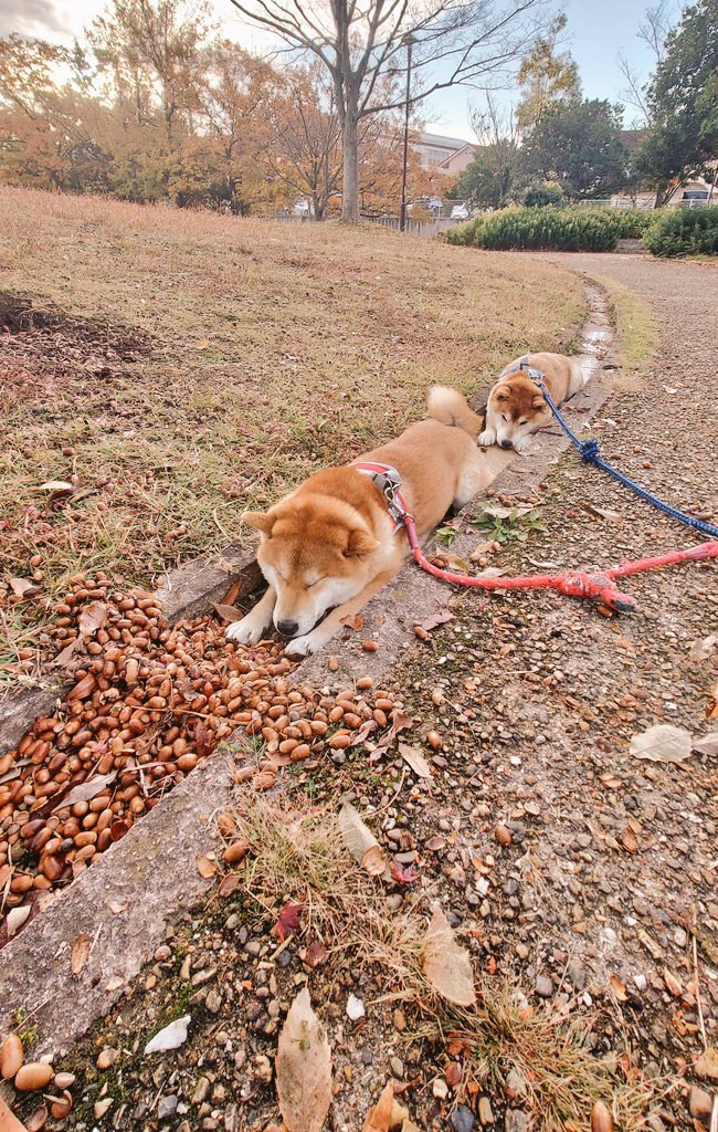 柴犬」のYahoo!リアルタイム検索 - X（旧Twitter）をリアルタイム検索