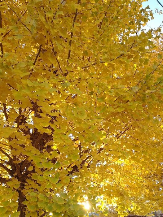 中国駐日大使の観光客襲撃事件発言に反論殺到