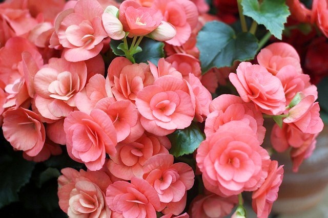 同志社大学創立150周年、SNSで祝賀の声