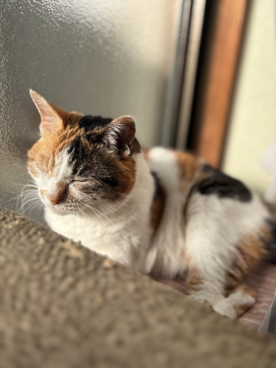 「ばけばけ」新年会でヘブン先生の去就に注目！視聴者も温かい気持ちに