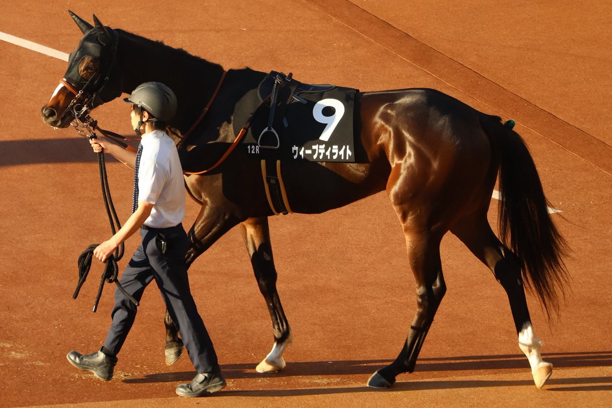 ウィープディライト、ドンカスターカップで4着！今後の活躍は？