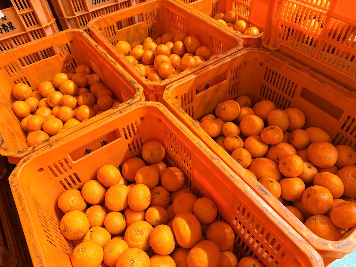 みかん ゆら早生みかんYN26【甘い和歌山みかん】極早生ゆらみかんの最