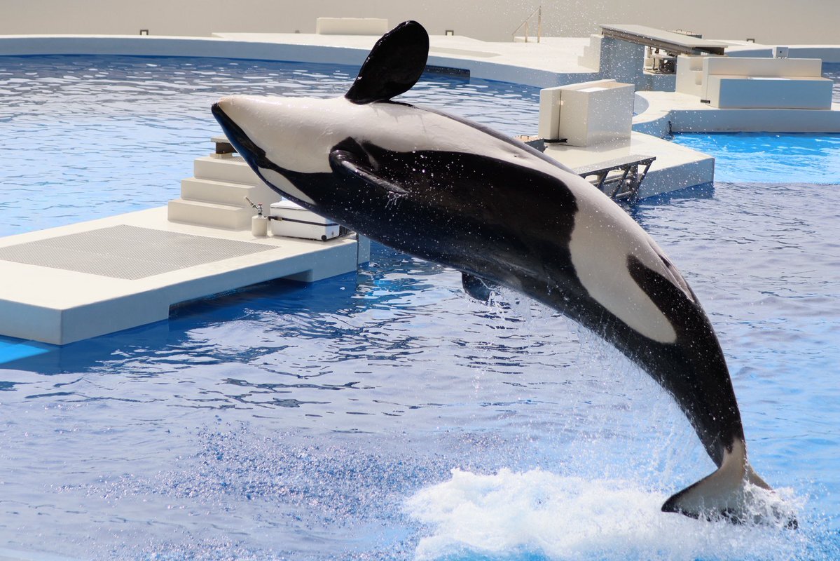 車椅子利用者と社会の課題