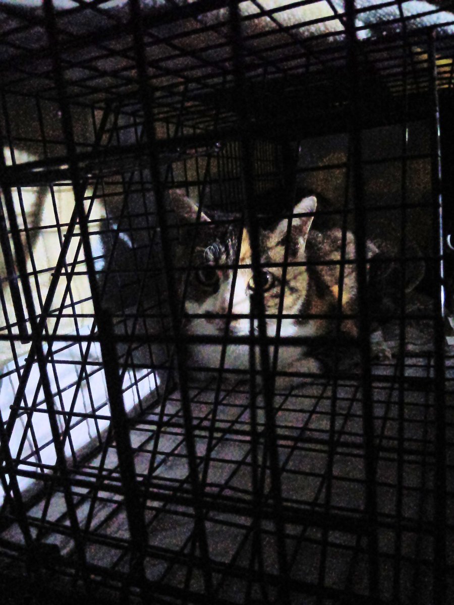 akaちゃん ポスト ライブディオ リップス チャンバー ZX AF34 35系 チャンバー