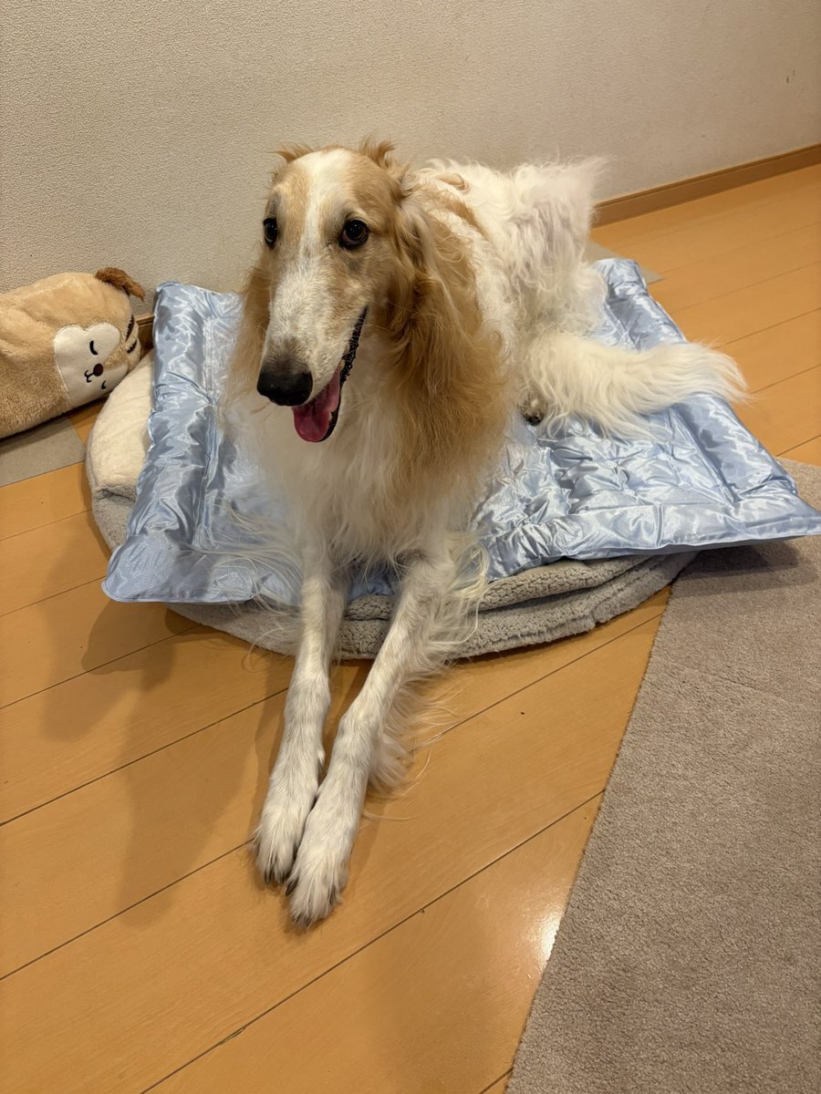 「ボルゾイ」に見つめられる毎日 ボルゾイの新着記事2ページ目｜アメーバブログ（アメブロ）