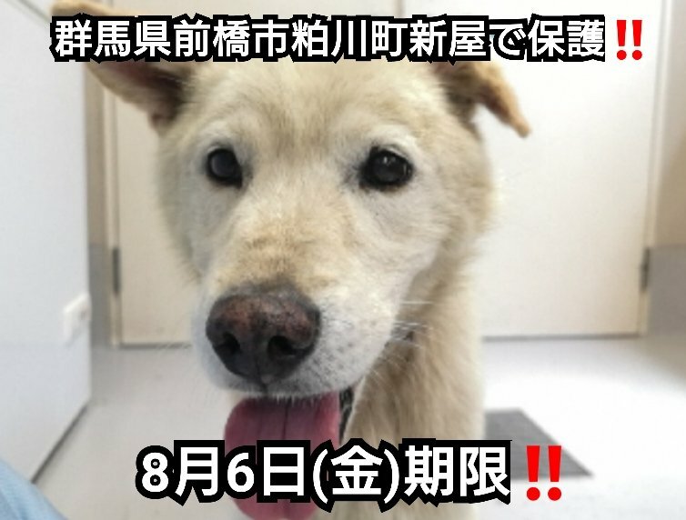 革製青い首輪にナスカンを付けた薄茶毛で片耳の垂れた雑種犬くん のtwitter検索結果 Yahoo リアルタイム検索