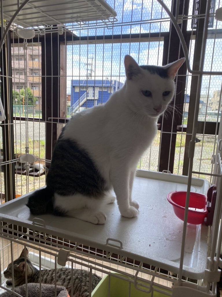 保護猫カフェ」のTwitter検索結果 - Yahoo!リアルタイム検索