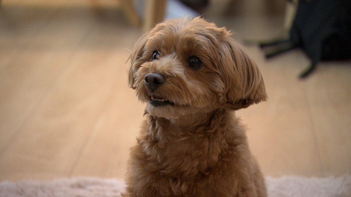 クンクン」のYahoo!リアルタイム検索 - X（旧Twitter）をリアルタイム検索