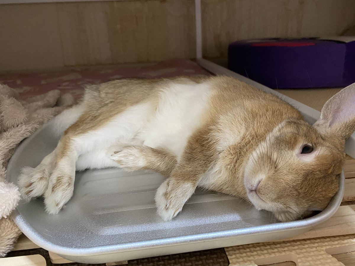 微熱が続く のtwitter検索結果 Yahoo リアルタイム検索