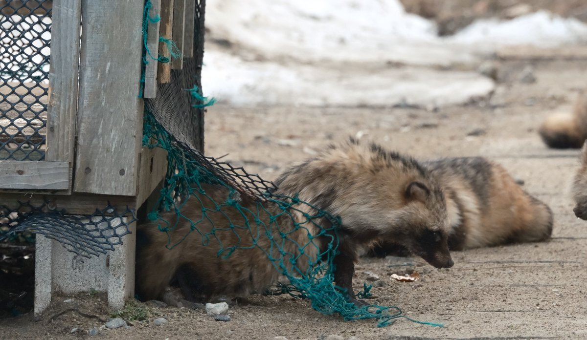 ハイキュー!! バボカ BREAK ゴミ捨て場の決戦が話題に
