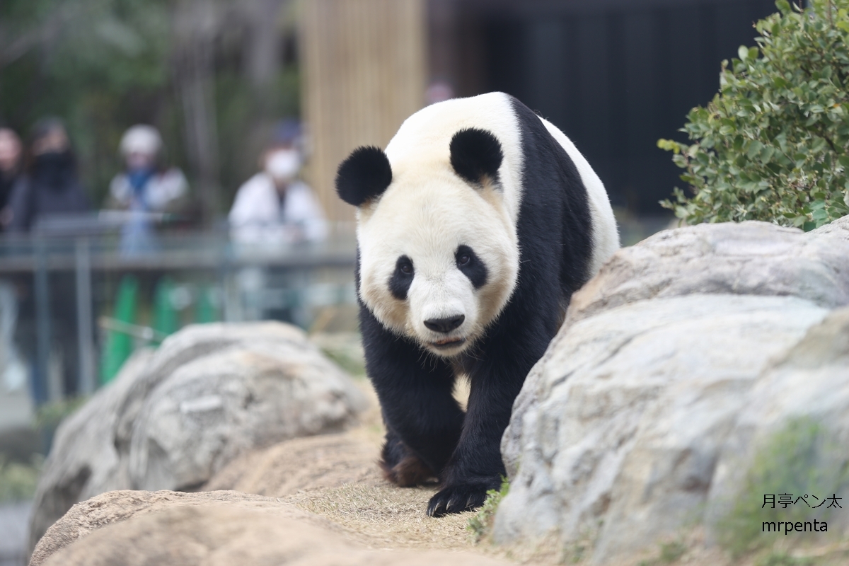 Amazon.co.jp: 上野動物園ポストカード ジャイアントパンダ