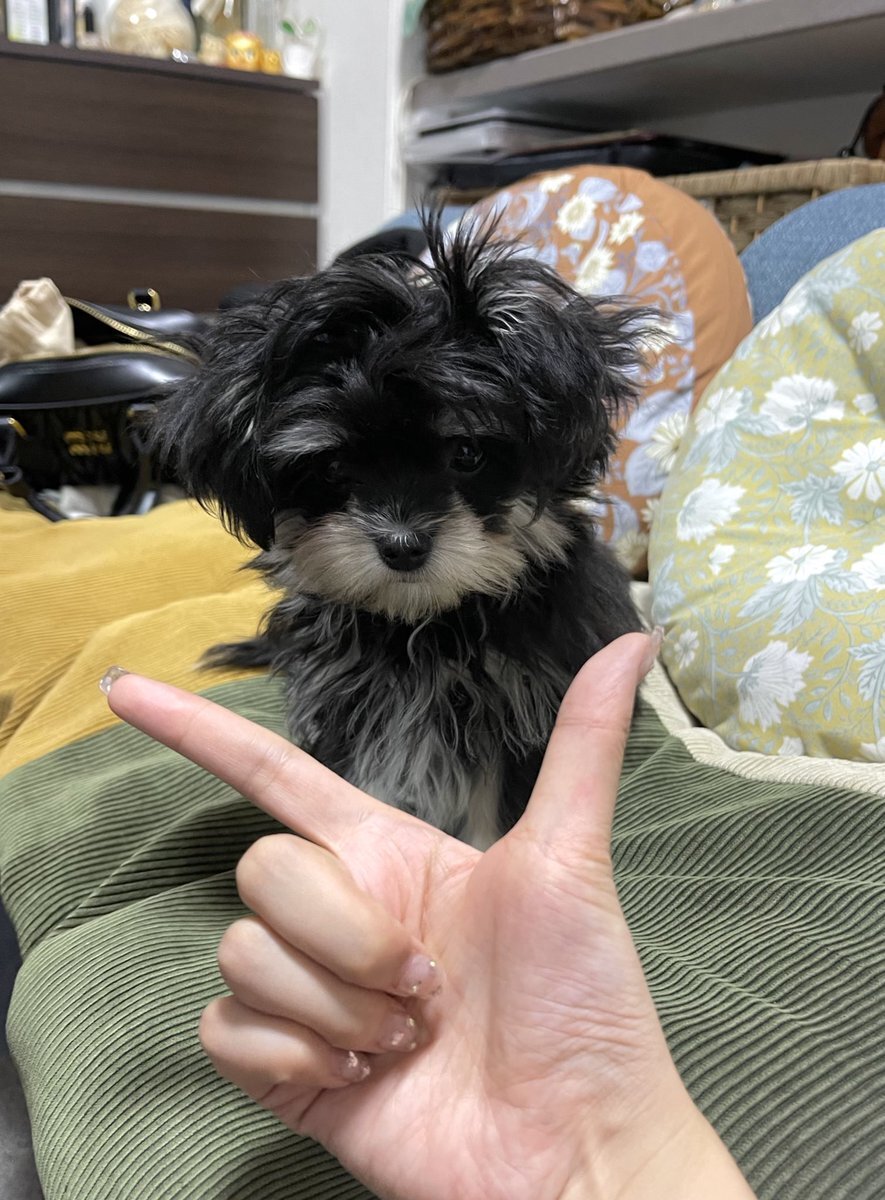 ツイッター js おまんこ 