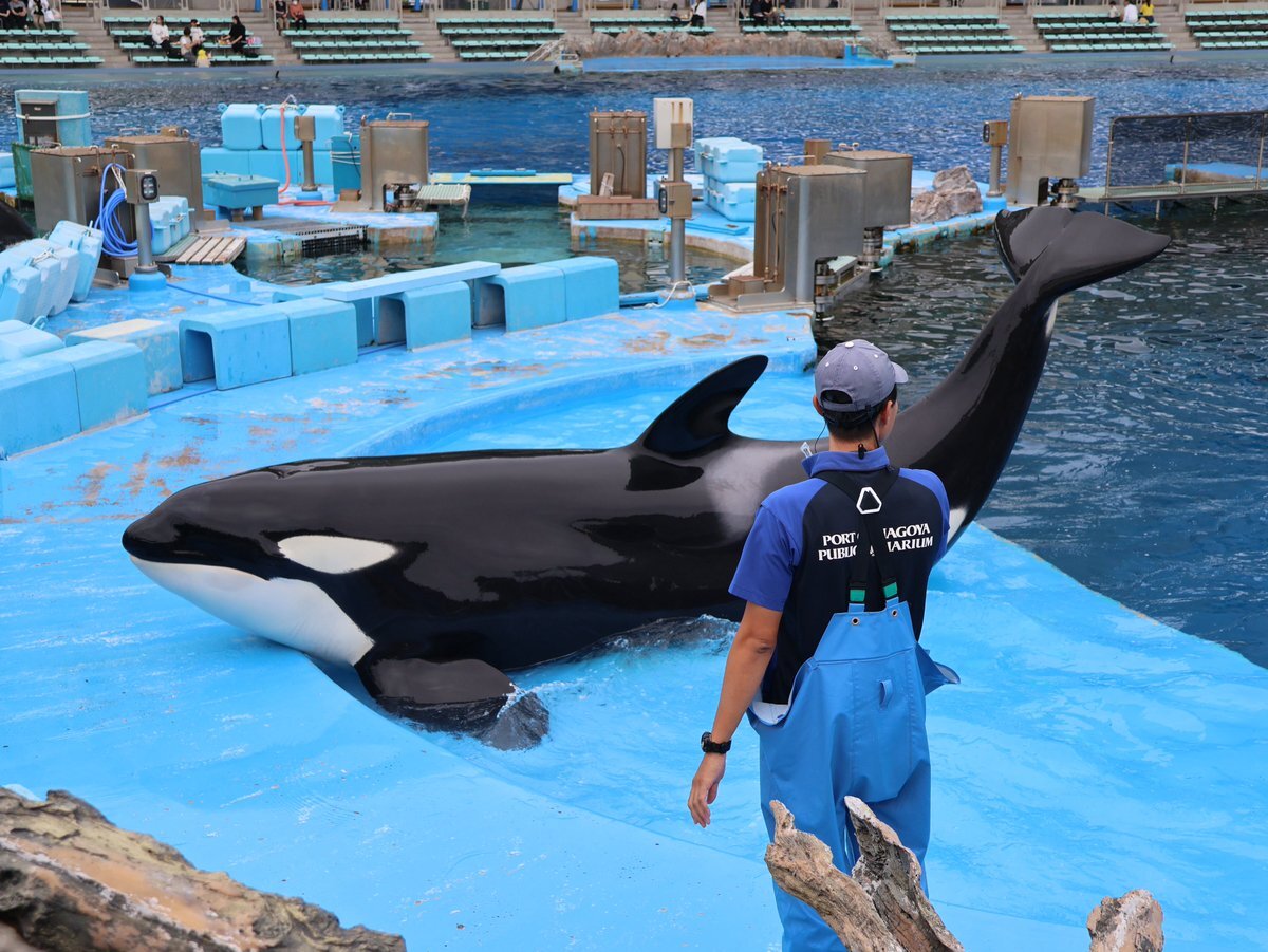 【レア】名古屋港水族館　シャチ リンちゃん ステラ　ポスター① port_of_nagoya_public_aquarium @kobe_sumasea
