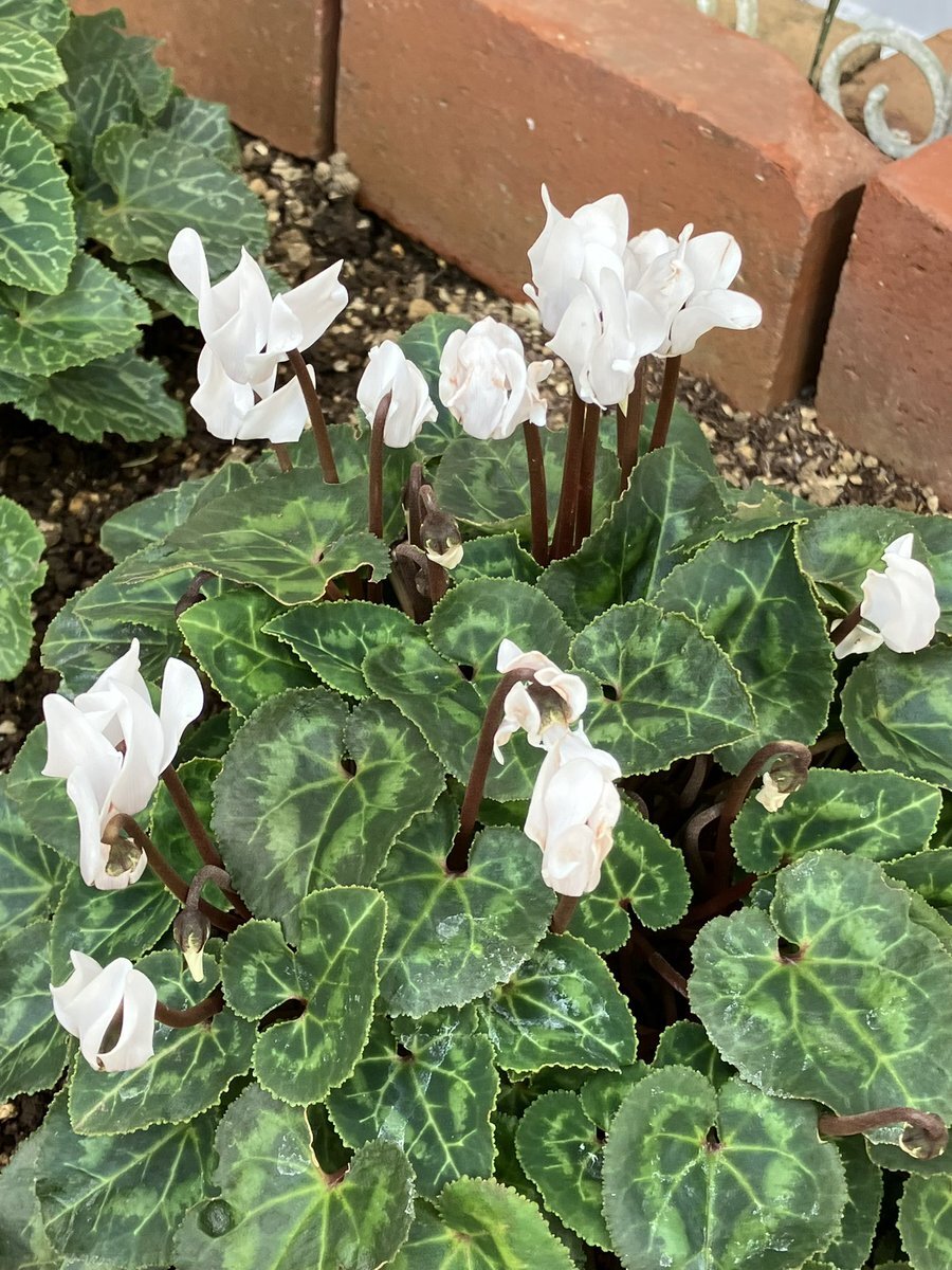 ❣️シクラメンです。２点おまとめ ❣️シクラメンです。2点おまとめ ❣️シクラメンです。2点お