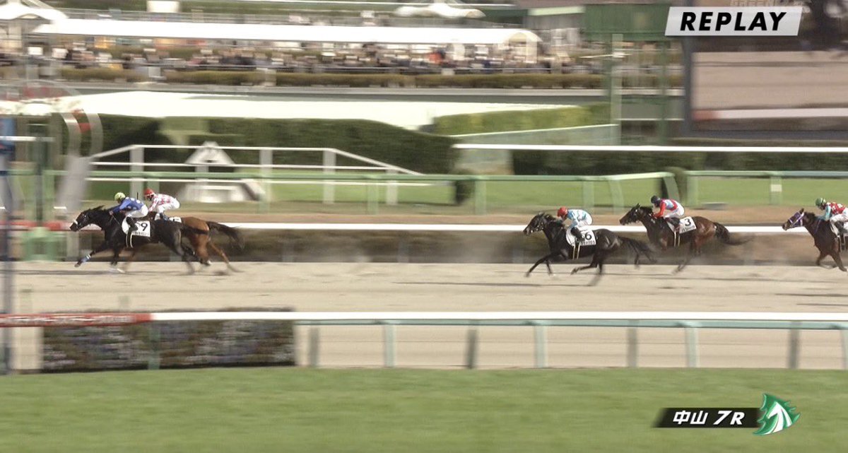 ピコテンダー、中山7Rで2着！ファン歓喜の好走