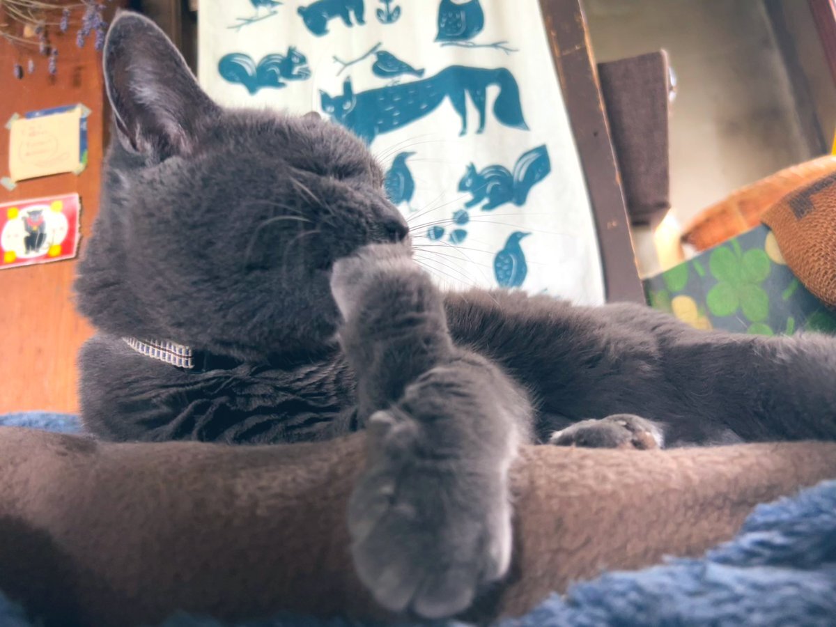 大谷翔平選手、ワールドシリーズで中3日登板！結果は？