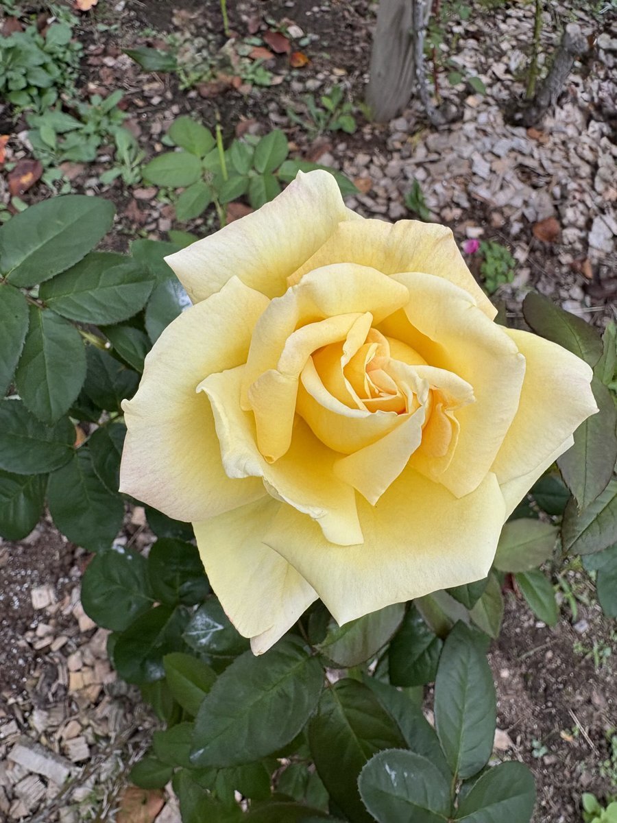 Vtuberたちが今週の始まりを祝福！応援メッセージが溢れる