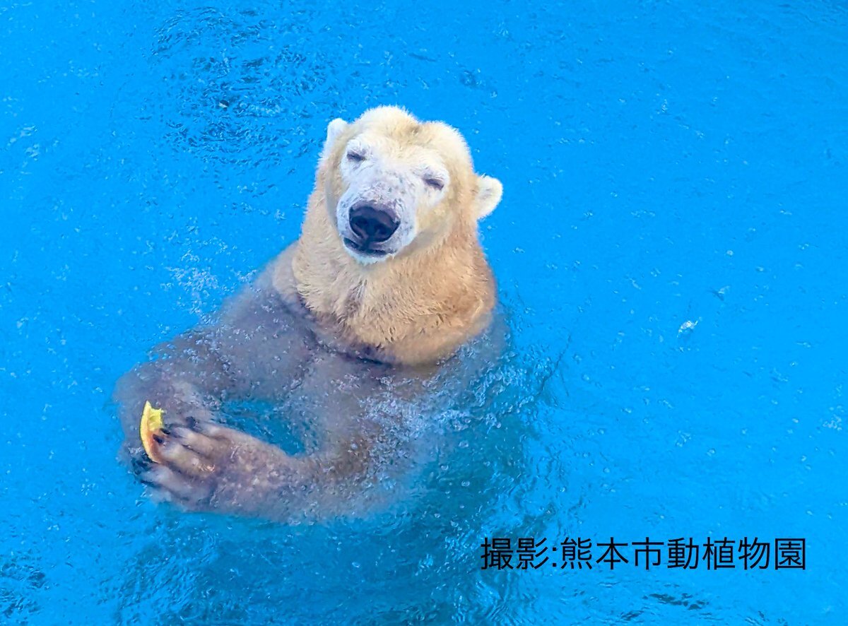 ホッキョクグマ マルル、釧路市動物園へ無事到着！ 